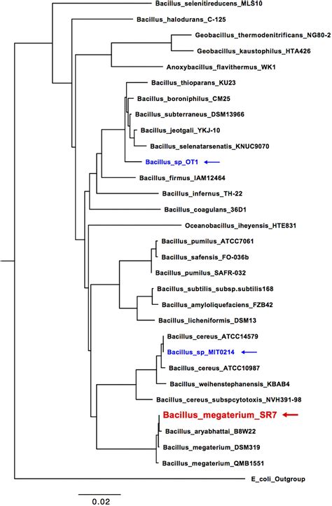 Frontiers Isolation Development And Genomic Analysis Of Bacillus