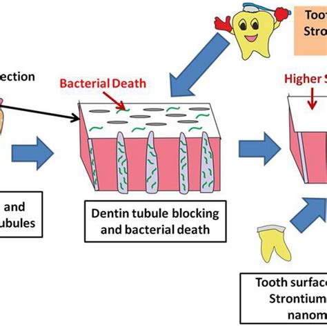 Mechanism of bone formation by Strontium ranelate | Download Scientific ...