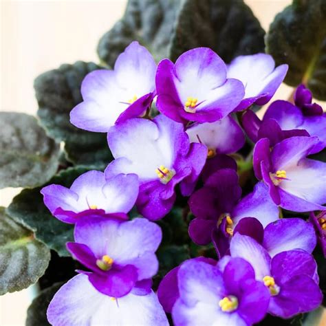 African Violets Live Plants Houseplants Pink African