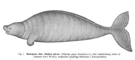 Rare & Extinct Creatures - Steller's Sea Cow (Great Norther Sea Cow)