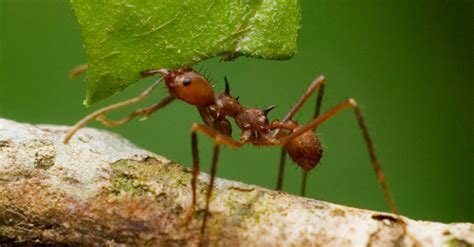 Leaf Cutter Ants Obliterate Roses In Mesmerizing Time Lapse Video