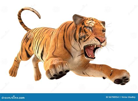 Tiger Running Stock Illustration Image 56798954