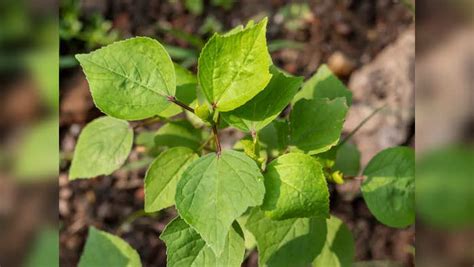 Medicinal Properties And Health Benefits Of Gongura