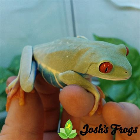 How To Care For Red Eye Tree Frogs Agalychnis Callidryas