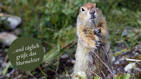 und täglich grüßt das Murmeltier Spirit Of Togetherness