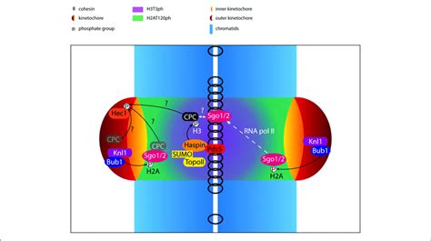 Regulation Of Centromerekinetochore Proteins In Prometaphase