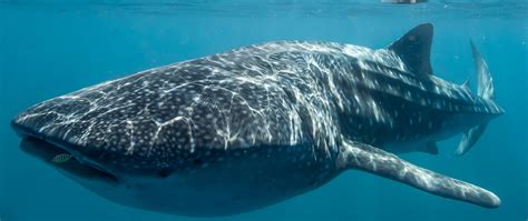 6 Day Whale Shark Snorkel Tour From Perth To Exmouth