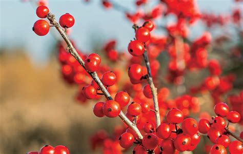 flowers  plant  winter