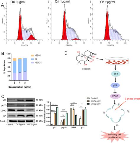 Effects Of Oridonin On The Cell Cycle And Cycle Related Proteins Of T