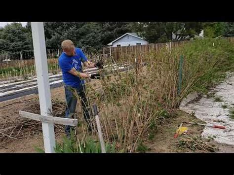 Raspberry Pruning Guide - General Fruit Growing - Growing Fruit