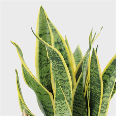 Sansevieria Trifasciata Laurentii 80 Cm