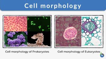 Cell morphology - Definition and Examples - Biology Online Dictionary