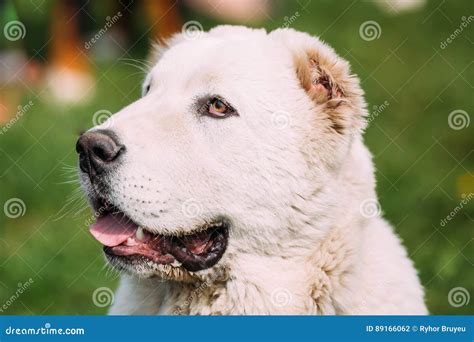 Potrait Of Central Asian Shepherd Dog Alabai An Ancient Breed Stock