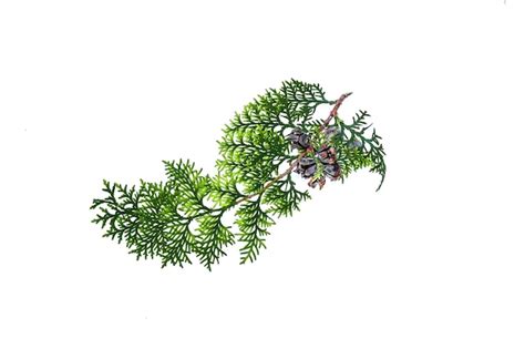 Premium Photo Thuja Tree Twig Isolated On White Background