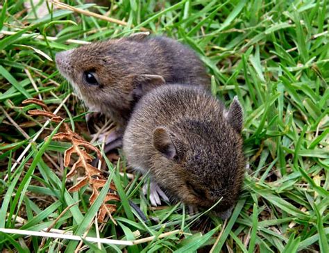 Vole - A-Z Animals