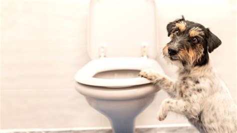 Dog Constipation Causes And Treatment For Your Dog Purina