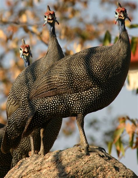 Guinea Fowl Artofit