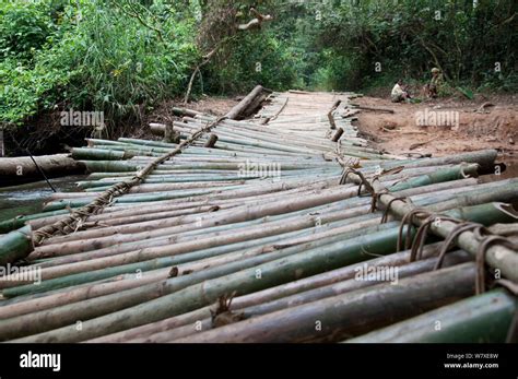 Bamboo Bridge Ituri Forest Democratic Republic Of The Congo Africa December 2011 Stock