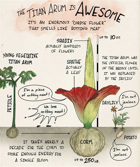 Scientific Illustration Skunkbear The Blooming Of An Amorphophallus