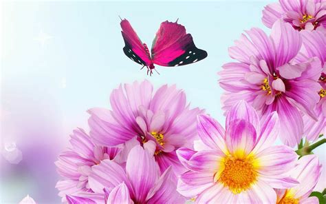 flowers wallpaper  background image  id