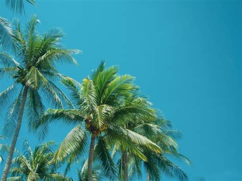 Premium Photo Coconut Palm Tree Summer