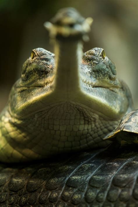 This Texas Zoo Has Just Made History After 4 Rare Gharial Crocodiles ...