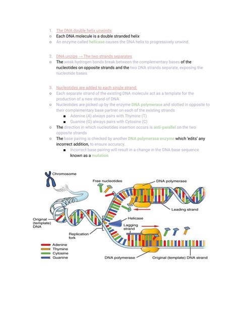 Hsc Biology Notes Heredity Biology Year 12 Hsc Thinkswap