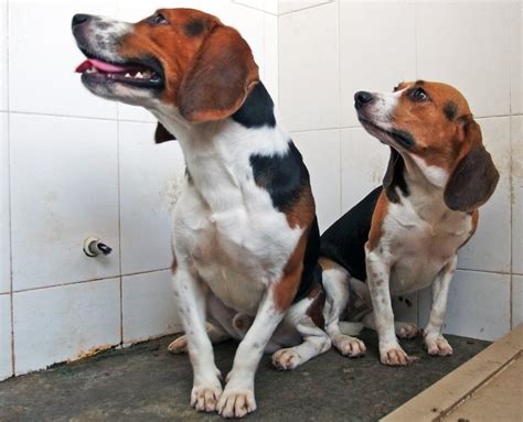 First Genetically Modified Super Dogs Bred In China