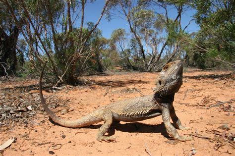 Bearded Dragons Habitat