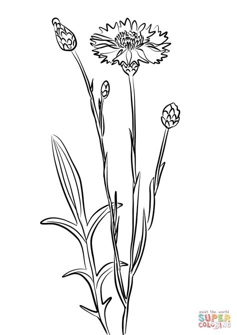 Blue Cornflower Drawing