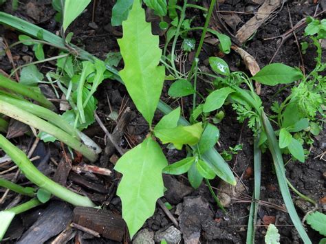 Weed Identification Prospect Heights Community Farm