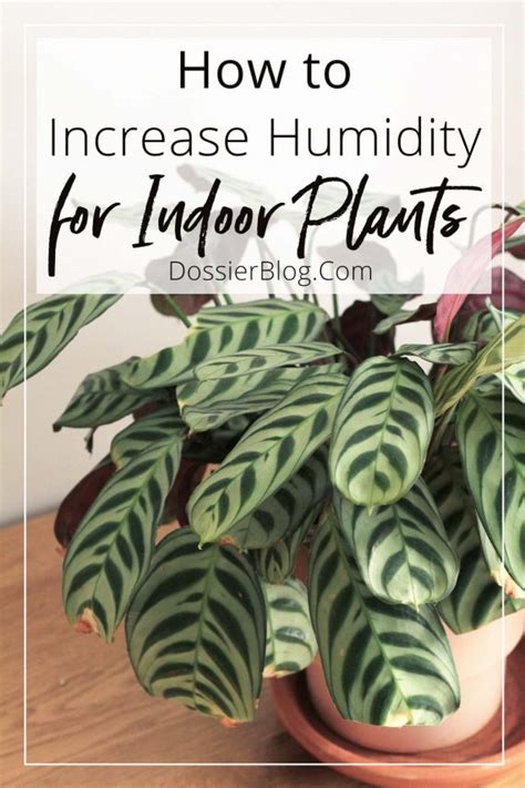 Creating Humidity For Indoor Plants A How To Guide Dossier Blog