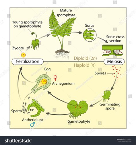 1,156 Fern Cycle Images, Stock Photos & Vectors | Shutterstock