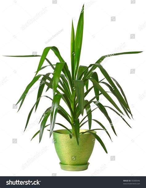 House Plants Isolated On White Background Stock Photo 59300446 ...