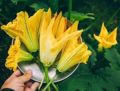 How To Harvest Zucchini And Squash Flowers