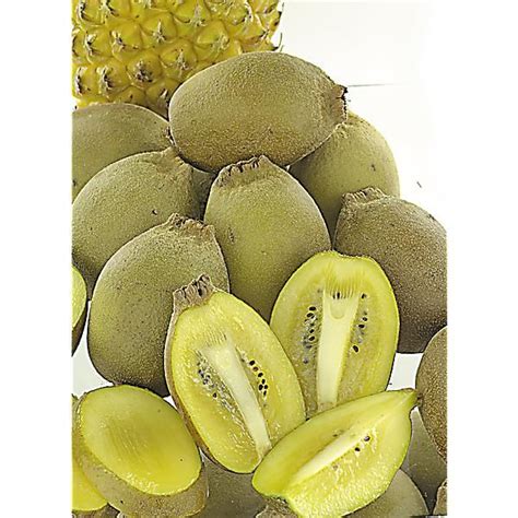 Kiwi Actinidia Deliciosa Femelle Golden Kiwi Graines Baumaux