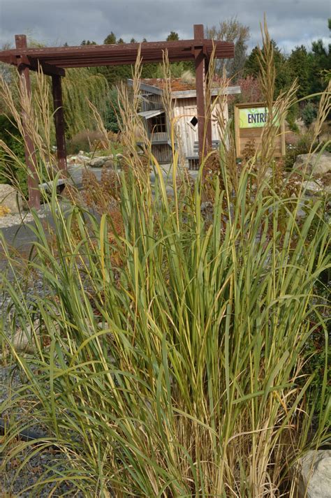 Spartina Pectinata ‘aureomarginata’ Partine Pectinée Variegated Prairie Cord Grass Jardins