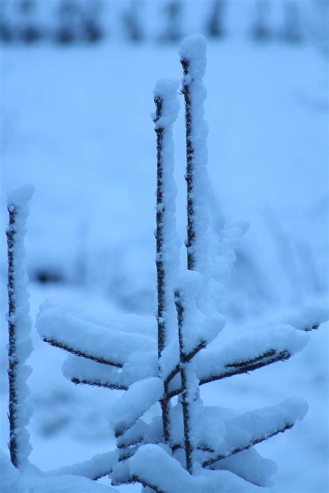 Free Images Tree Nature Branch Snow Cold Frost Ice Weather