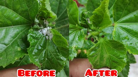 Mealybug Treatment Simple Solution For Mealybug White Insects Best