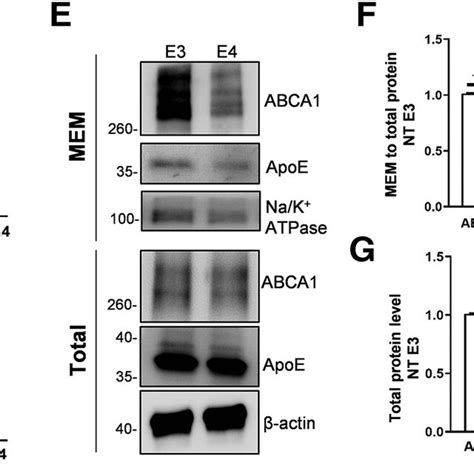 Membrane Abca1 Level Decreased In Apoe4 Primary Astrocytes Compared Download Scientific Diagram