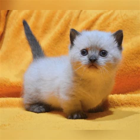 Bubble Munchkin Male Reserved 3450 Meowoff Kittens For Sale In Chicago