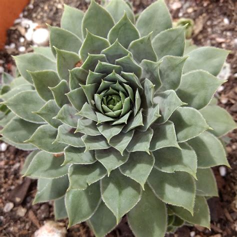 Sempervivum Slabbers Seedling Sempervivum Slabbers Seedling In