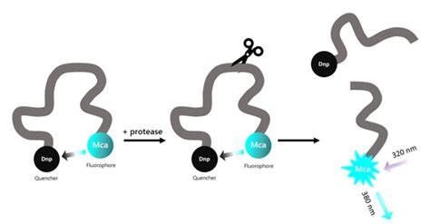 Cathepsin D Inhibitor Screening Assay Kit