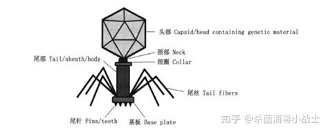 实验室如何杀灭令人头疼的噬菌体 知乎