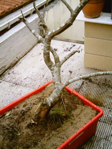 Yamadori de chataignier Les chuhin et autres grands bonsaï