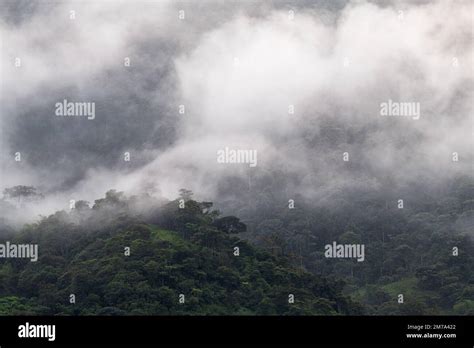 Bosque Nuboso De Mindo En Niebla Y Niebla Regi N De Quito Ecuador