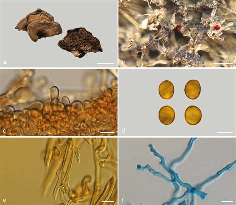 Basidiomata And Microscopic Structures Of Sanguinoderma Laceratum Cui