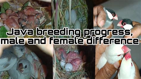 Java Sparrow Breeding Progress Java Male And Female Difference Java