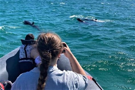 Setúbal Tour en barco para avistar delfines GetYourGuide