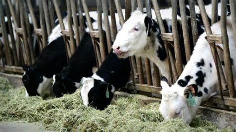 China Claims It Has Successfully Cloned 3 Super Cows That Can Produce Massive Amounts Of Milk